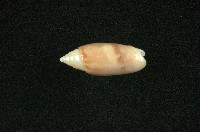 藏品(榧螺)的圖片